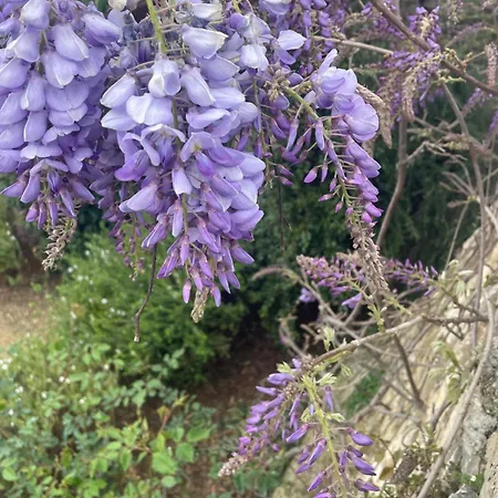 Bistrot Del Mare アパート サント・ステーファノ・アル・マーレ