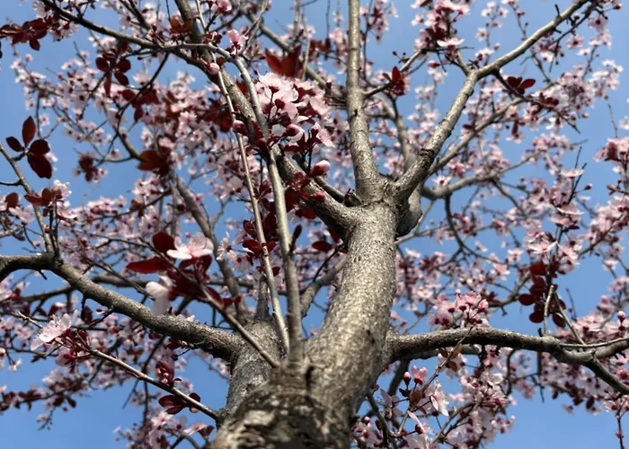 Bistrot Del Mare Apartamento *